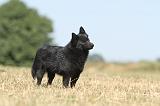 SCHIPPERKE 141